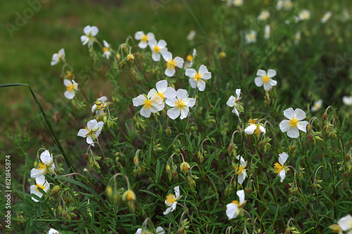 Helianthemum rock rose flowers