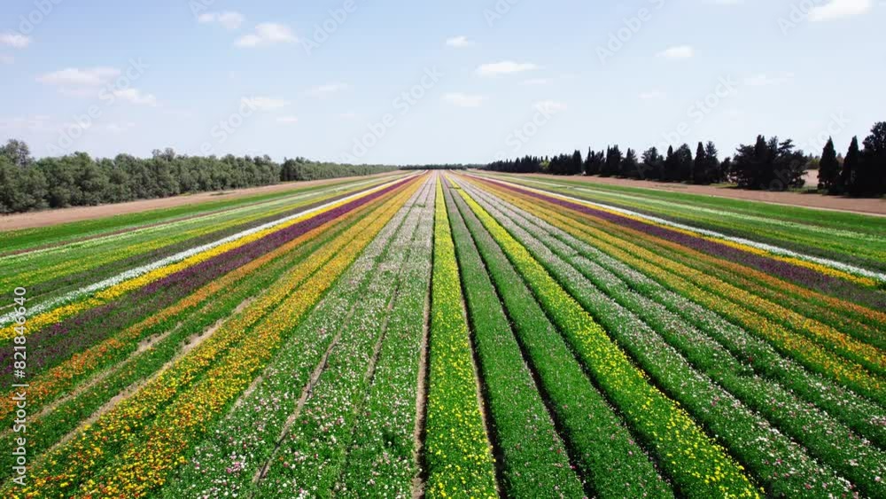 Field aerial video of Ranunculus in Kibbutz Nir Yitzhak Field aerial video of Ranunculus in Kibbutz Nir Yitzhak