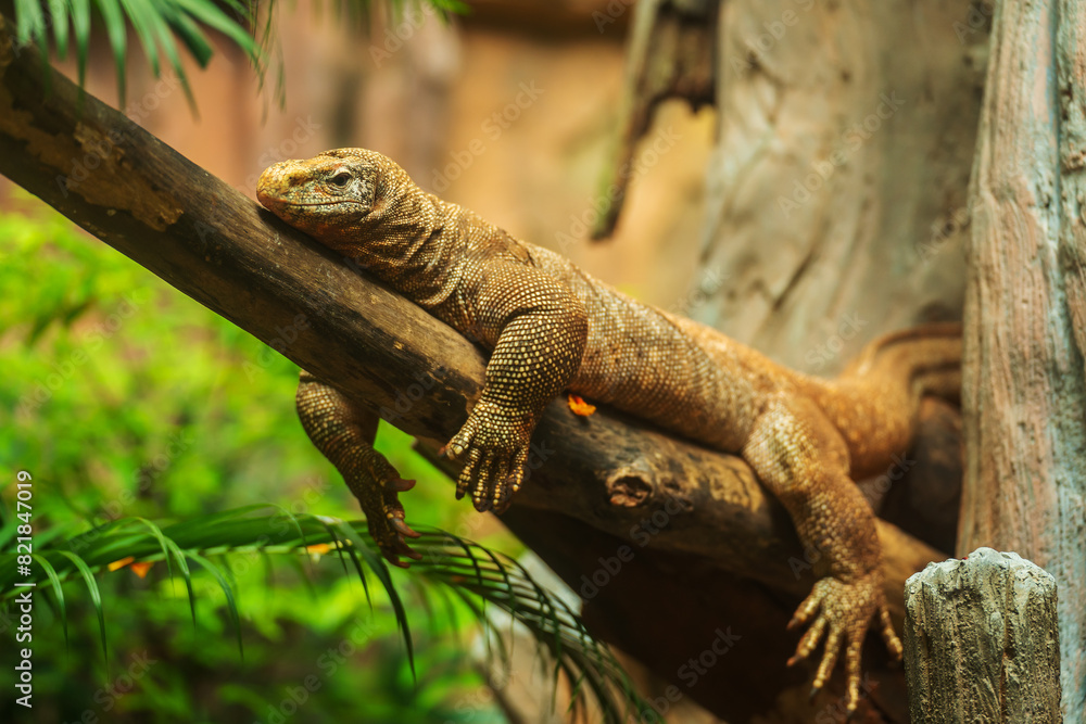 Fototapeta premium clouded monitor (Varanus nebulosus) resting on wood branch