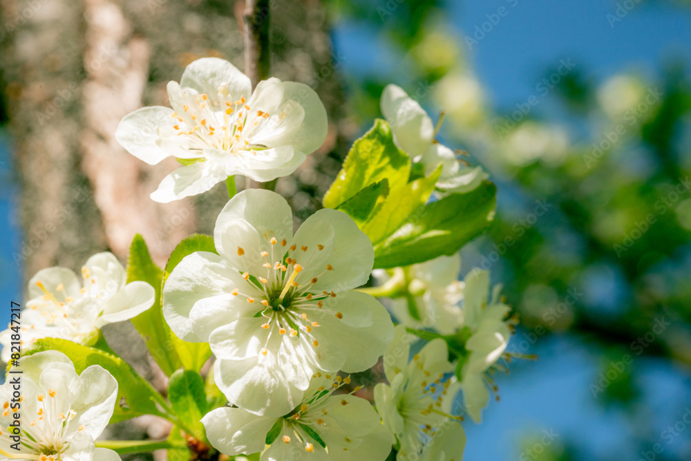 Apple blossoms are white in spring. Apple blossoms are white in spring.