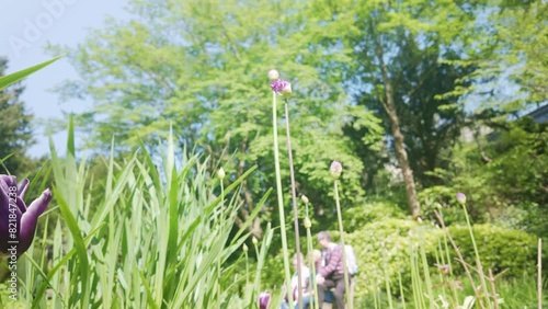 Purple tulips in parkland with people resting on seat out of focus background photo