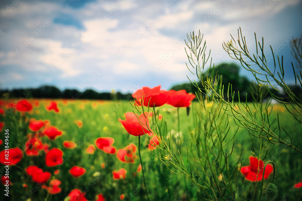Naklejka premium Mohn - Ecology - Beautiful summer day. Red poppy field. - Flowers Red poppies blossom on wild field. - Sunrise - Sunset - High quality photo