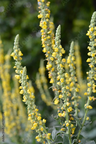 Lambs tail flowers