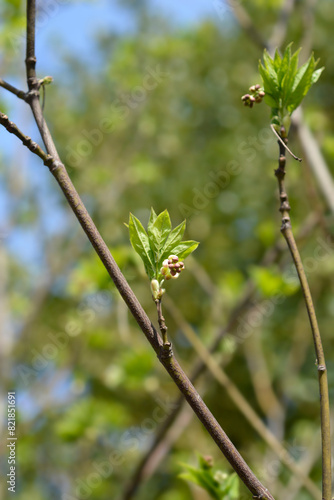 European bladdernut branches in the spring photo