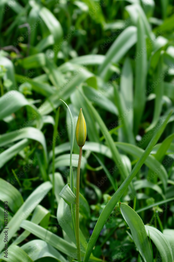 Wild Tulip flower bud