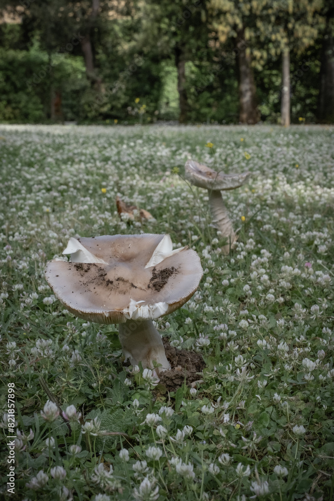 Fototapeta premium Spontaneous mashroom in a meadow of a botanical garden