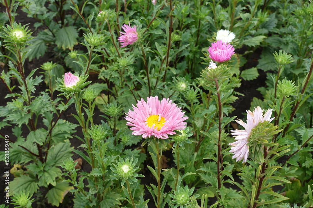 Fototapeta premium Foliage and pink flowers of China asters in August