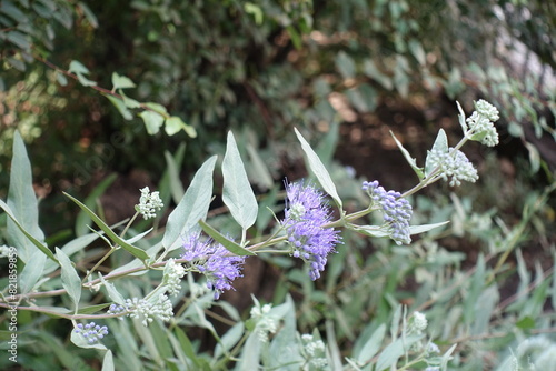 Branch of Caryopteris clandonensis with flowers and buds in September
