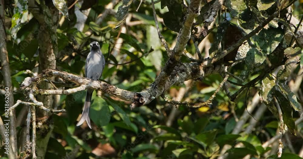 Camera zooms in sliding to the right as this bird is looking around, Ashy Drongo Dicrurus leucophaeus Camera zooms in sliding to the right as this bird is looking around, Ashy Drongo Dicrurus leucophaeus