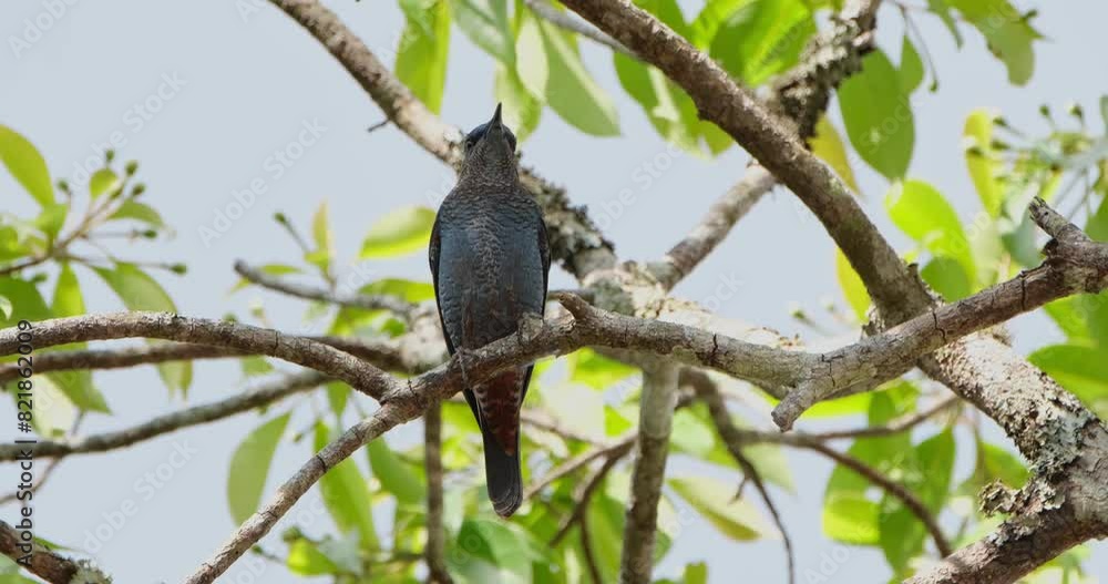 Looking up captured from below as the camera zooms out, Blue Rock-Thrush Monticola solitarius Male Looking up captured from below as the camera zooms out, Blue Rock-Thrush Monticola solitarius Male
