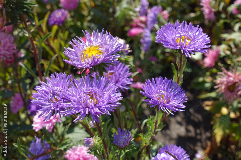 Purple flowers of semi double China asters in mid September Purple flowers of semi double China asters in mid September