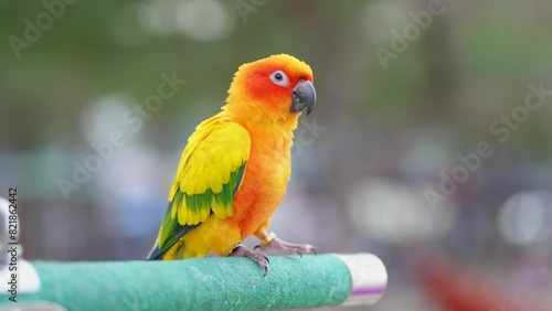 Small bird sun conures yellow green and orange color birds on brunch.