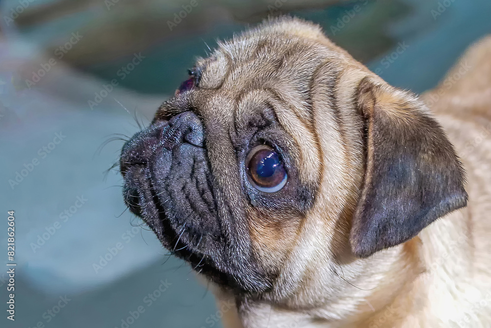 Obraz premium a close up portrait of an English Bulldog from the side