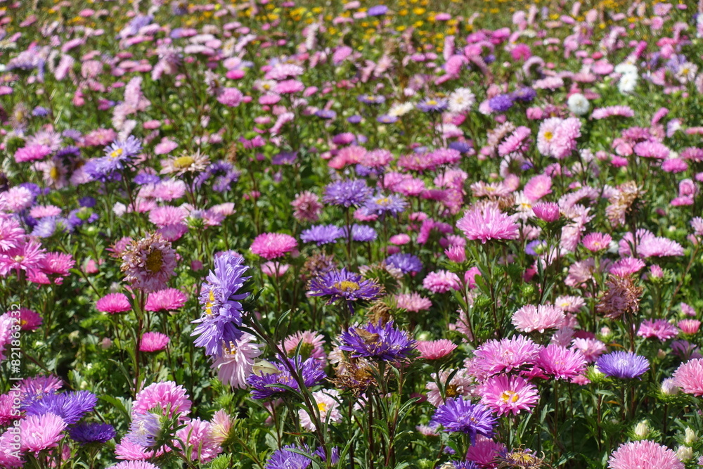 Innumerable pink, violet and white flowers of China asters in September Innumerable pink, violet and white flowers of China asters in September