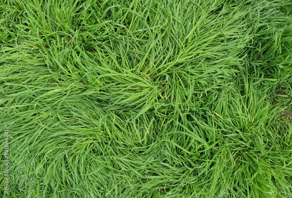 green meadow background top view green meadow background top view