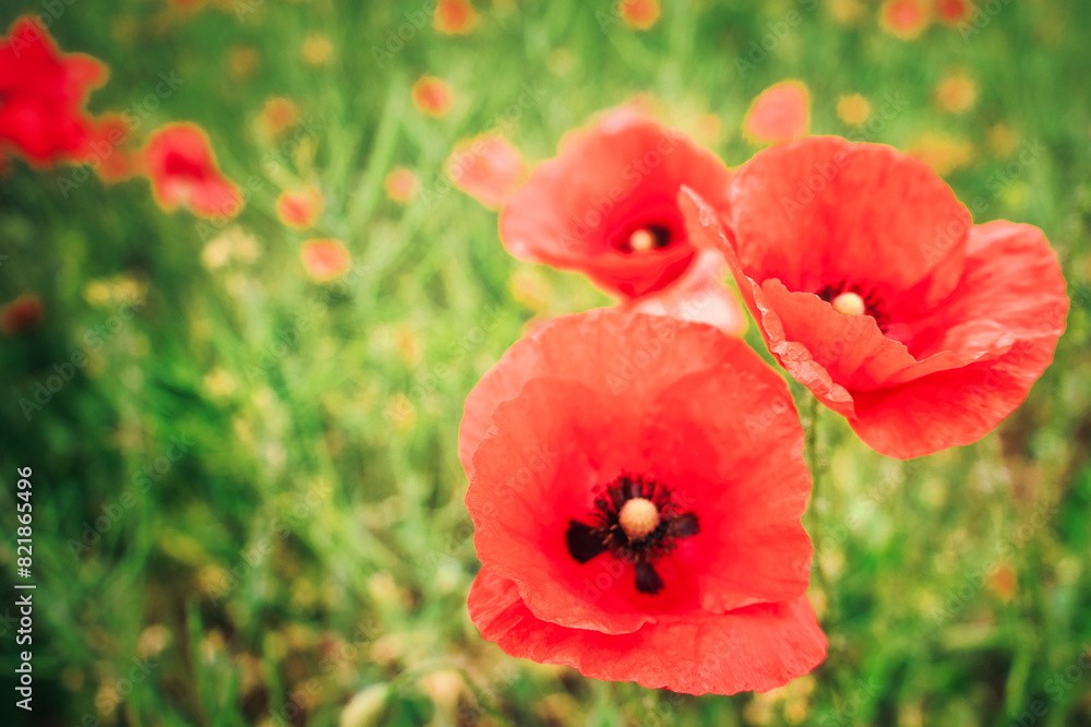 Mohn - Ecology - Beautiful summer day. Red poppy field. - Flowers Red poppies blossom on wild field. - Sunrise - Sunset - High quality photo Mohn - Ecology - Beautiful summer day. Red poppy field. - Flowers Red poppies blossom on wild field. - Sunrise - Sunset - High quality photo