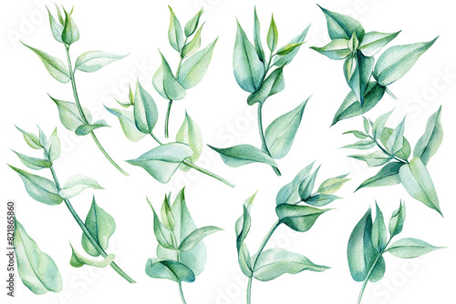 Set of eucalyptus leaves on an isolated white background  watercolor painting illustration  elegant leaf for design card