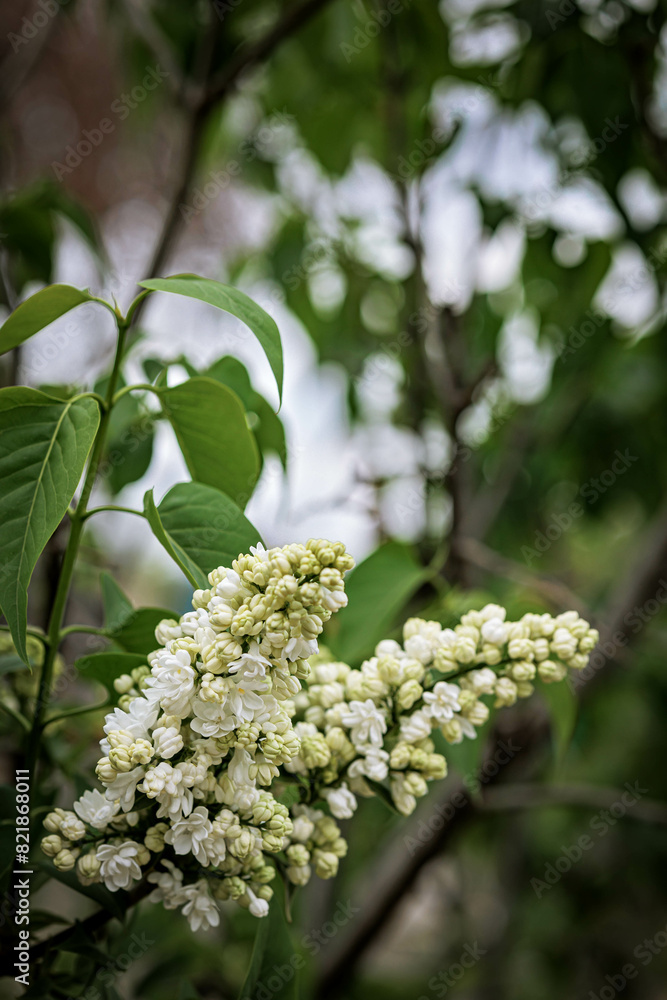 beautiful white lilac buds bloom on a branch in the Botanical Garden park, Tbilisi, Georgia