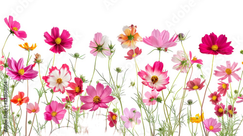 Cosmos Flowers On Transparent Background