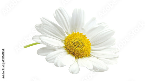 Daisy white Petals On Transparent Background