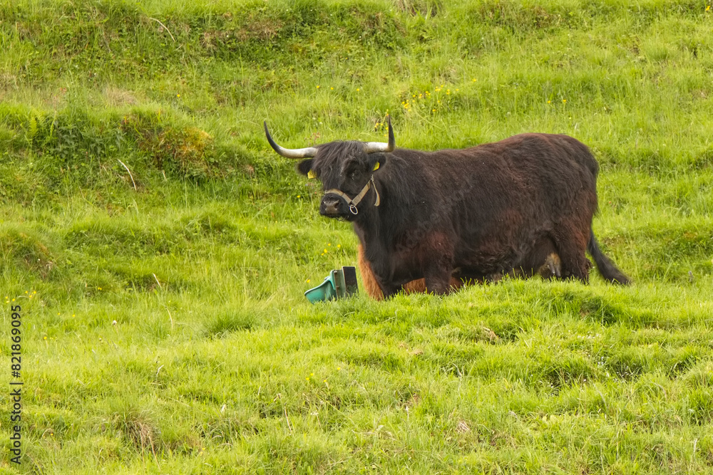Gallowai, Schottische Hochlandrinder auf einer grünen Weide im Allgäu Gallowai, Schottische Hochlandrinder auf einer grünen Weide im Allgäu