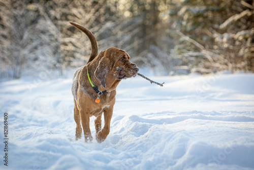 Red adult bloodhound walks through the snowy forest