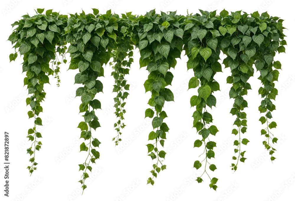 Green vine with green leaves on a transparent background. Green vine with green leaves on a transparent background.