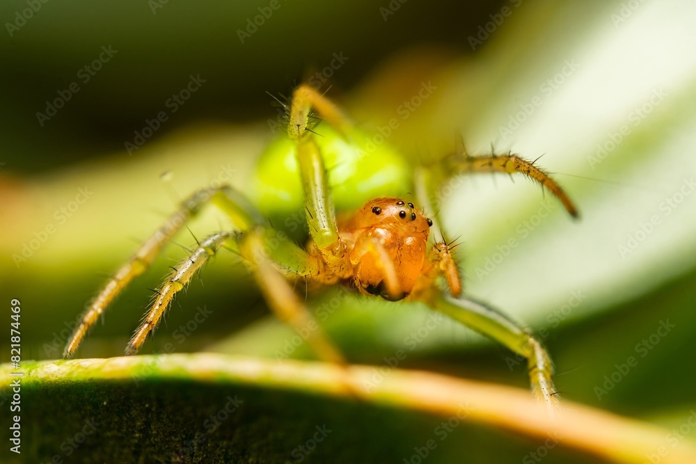 Fototapeta premium Cucumber Green Orb Spider - Araniella cucurbitina sensu stricto. Green Orb-Weaver Spiders, Closeup macro photograph