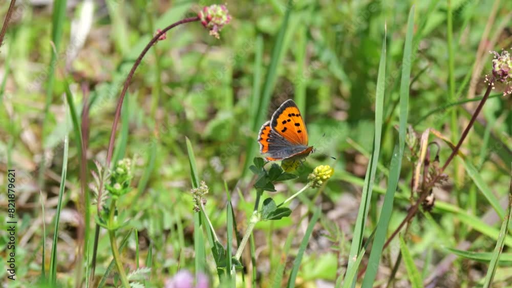 Kleiner Feuerfalter (Lycaena phlaeas) in einer Wiese Kleiner Feuerfalter (Lycaena phlaeas) in einer Wiese
