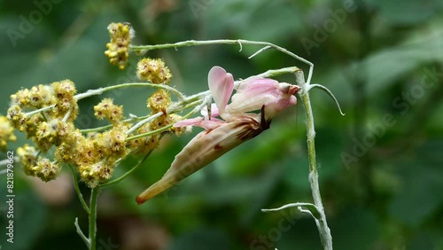 Pink Orchid Mantis rare insects in Thailand and Southeast-Asia.