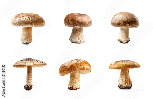 Set of mushroom side view full length on transparency background PNG  © Sim