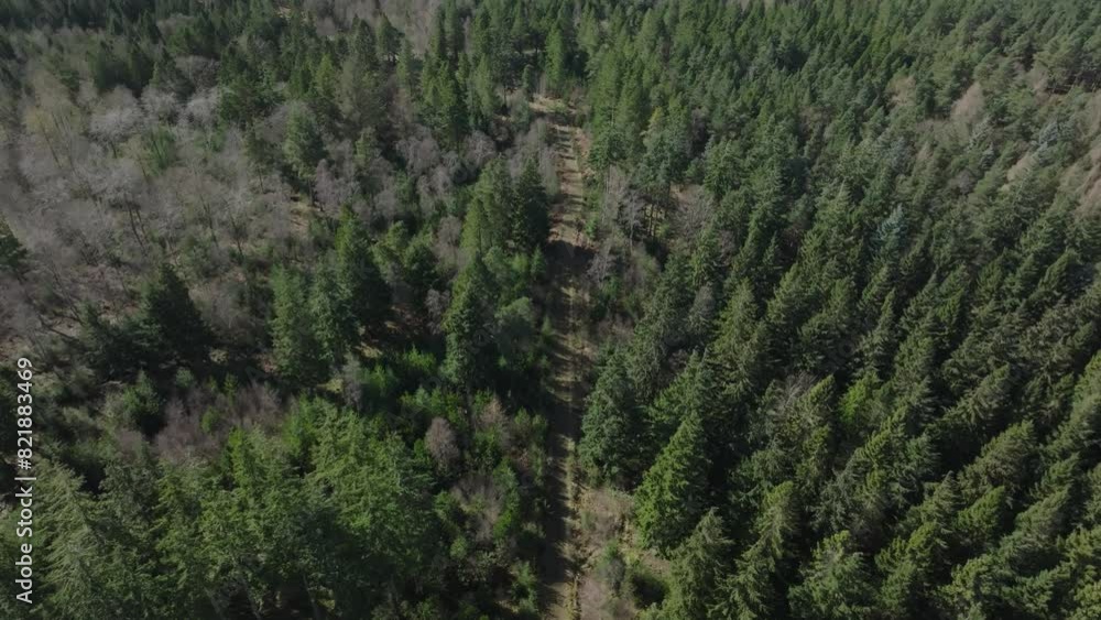 Aerial view of lush forest canopy in Saulton Wood, Tranent, Scotland, United Kingdom. Aerial view of lush forest canopy in Saulton Wood, Tranent, Scotland, United Kingdom.