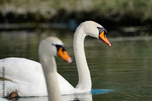 Two white swans swim on the lake.