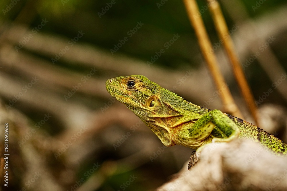 Green Iguana, Costa Rica, Central America Green Iguana, Costa Rica, Central America