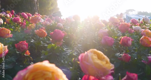 Sunny flower floral soft roses sunbeam blossom blurred background. Sunbeam shining through Pastel pink roses romance bloom spring season soft ray light. Petals blossom in beautiful garden