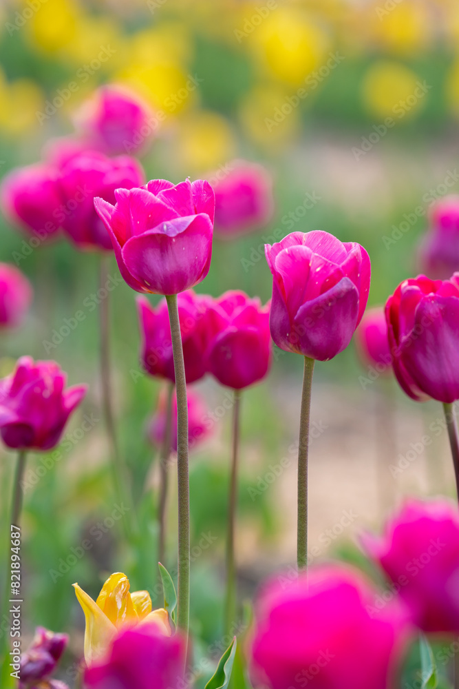 Beautiful pink tulips blooms in the spring garden. Selective focus