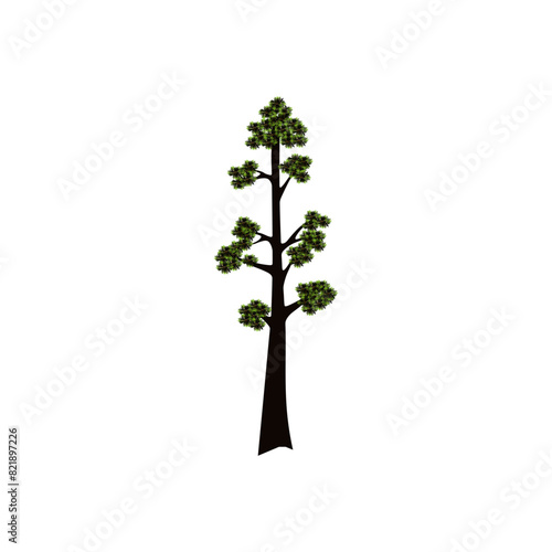 Realistic green tallest tree in the world sequoia on a white background. Vector illustration