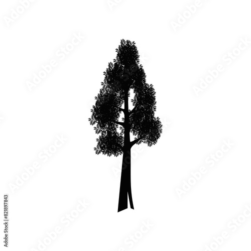 Sequoia trees illustration. giant sequoia; also known as giant redwood, Sierra redwood, Sierran redwood, Wellingtonia or simply big tree. Various shapes.
