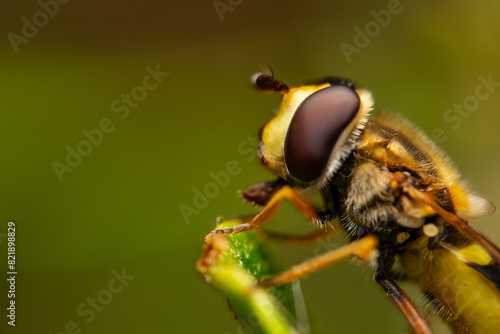 Close up macro photograph of the Common banded hoverfly sucking nectar from a lief, Summer fly © MD Media