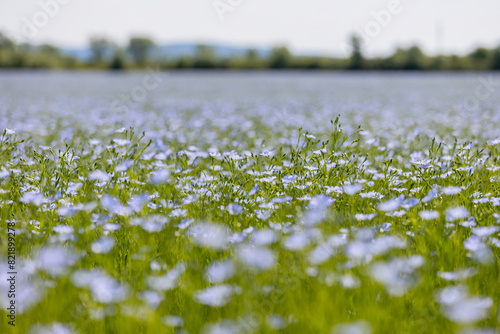 Beautiful blue flax flowers. Flax blossoms. Selective focus, close up. Agriculture, flax cultivation. Field of many flowering plants (linum usitatissimum). Linum blooms