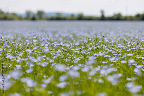 Beautiful blue flax flowers. Flax blossoms. Selective focus, close up. Agriculture, flax cultivation. Field of many flowering plants (linum usitatissimum). Linum blooms photo