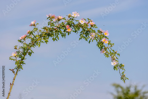 Beautiful blooming wild rose bush (dog rose, Rosa canina). photo