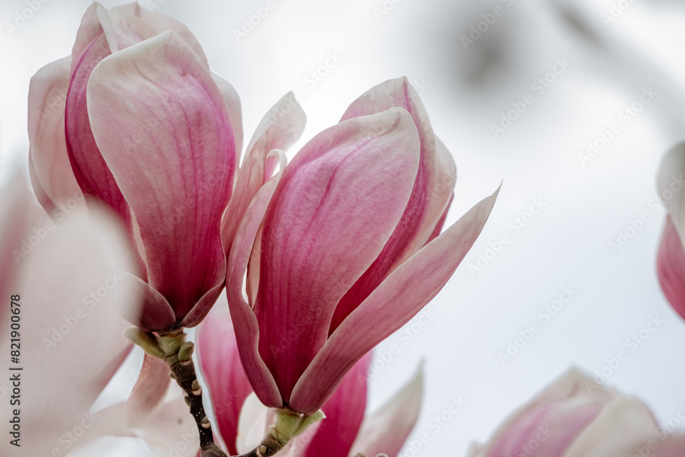 Magnolia Sulanjana flowers with petals in the spring season. beautiful pink magnolia flowers in spring, selective focusing. Magnolia Sulanjana flowers with petals in the spring season. beautiful pink magnolia flowers in spring, selective focusing.