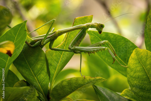 Foto praying mantis on green leaf
