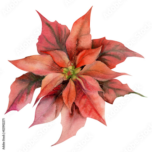 Christmas poinsettia, red winter flower leaves rosette. Watercolor hand drawn botanical illustration, single object isolated on white. Xmas, happy new year festive, noel navidad holiday. Cards, gifts