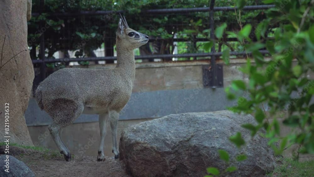 Klipspringer stand and looking steady, at San Diego Zoo, California, United States. Klipspringer stand and looking steady, at San Diego Zoo, California, United States.