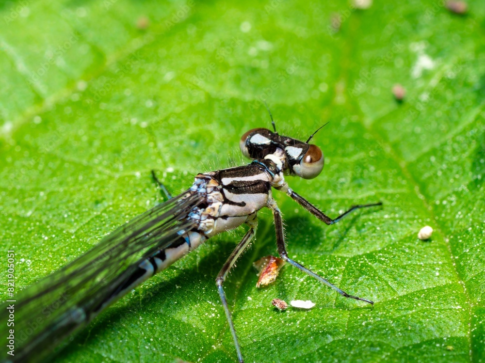 Close up macro photograph of the Variable damselfy, narrow winged damselflies. Female insect Close up macro photograph of the Variable damselfy, narrow winged damselflies. Female insect