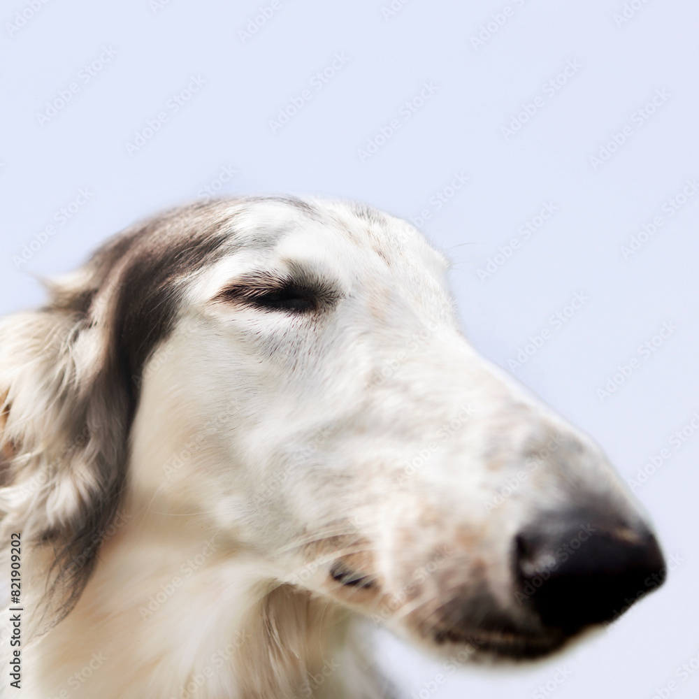 Portrait of a dog, Russian Greyhound, black and white, graceful long muzzle, close-up, against a blue sky. Close-up of a dog's face, shot with a wide-angle lens. Portrait of a dog, Russian Greyhound, black and white, graceful long muzzle, close-up, against a blue sky. Close-up of a dog's face, shot with a wide-angle lens.