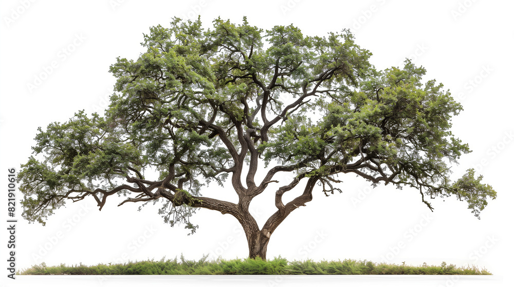 Fototapeta premium Tree isolated on white background oak