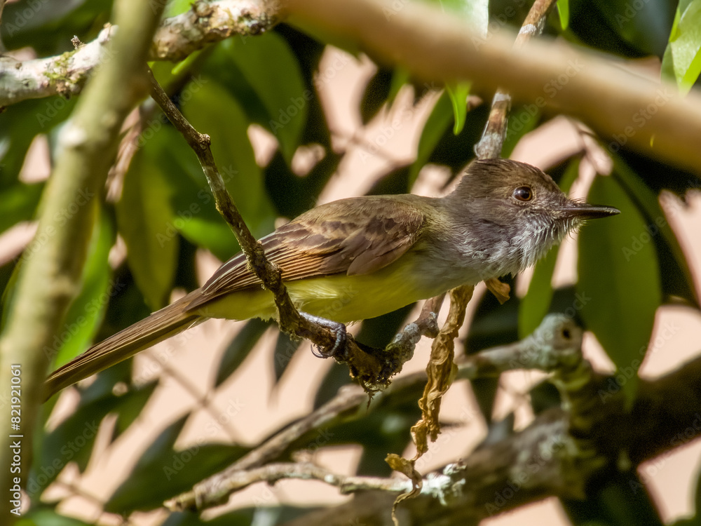 Dusky-capped Flycatcher
Myiarchus tuberculifer Dusky-capped Flycatcher
Myiarchus tuberculifer